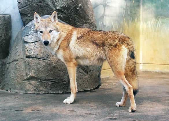 動物図鑑・チュウゴクオオカミ